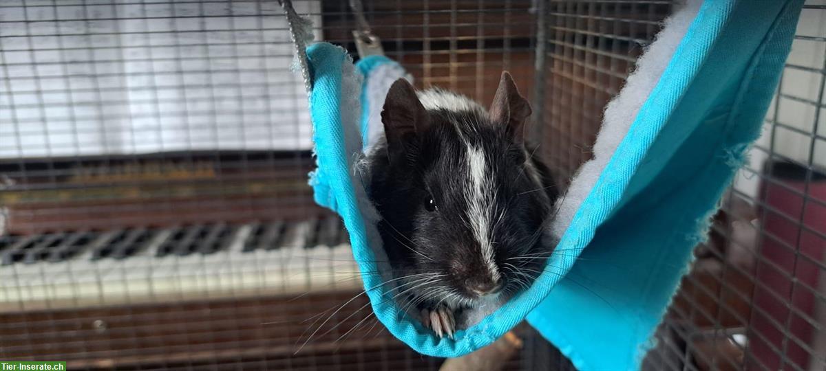 Bild 2: 2 Degu Männchen abzugeben