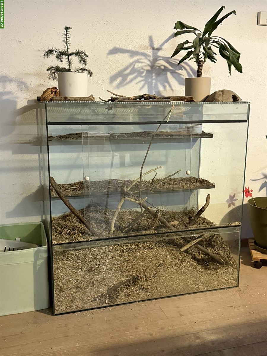 Bild 3: 2 Degu Männchen abzugeben