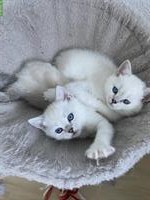 2 rassenreine BKH, British Shorthair Kitten