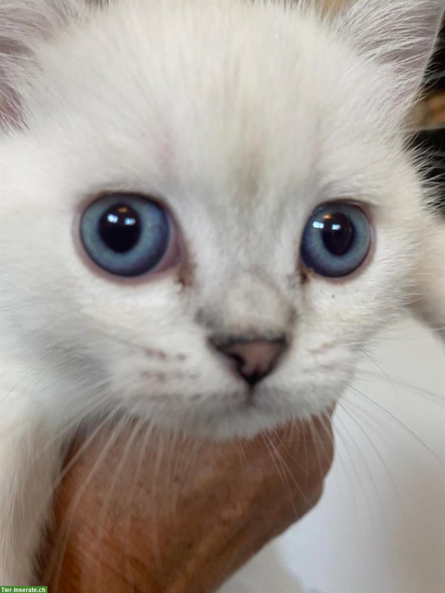 Bild 2: 2 rassenreine BKH, British Shorthair Kitten