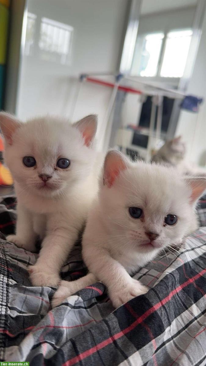 Bild 3: 2 rassenreine BKH, British Shorthair Kitten