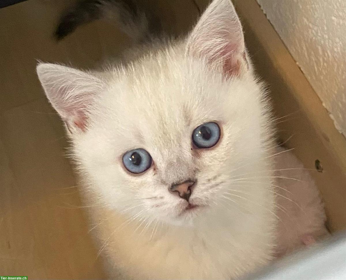 Bild 4: 2 rassenreine BKH, British Shorthair Kitten