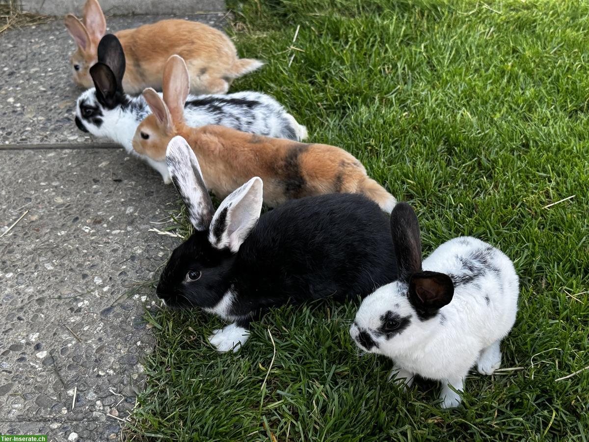Junge süsse Kaninchen zu verkaufen