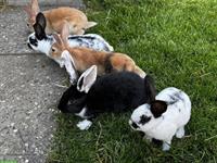 Junge süsse Kaninchen zu verkaufen