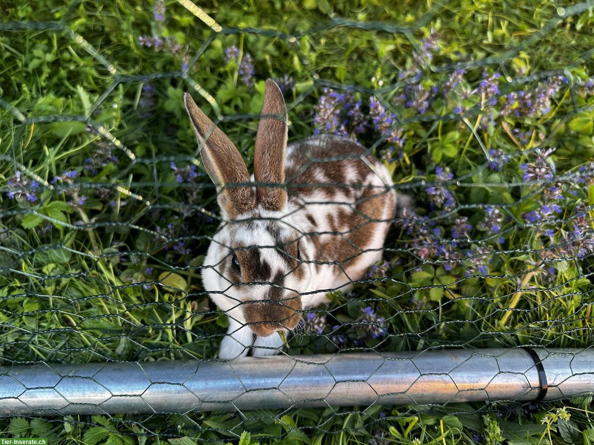 Bild 2: Junge süsse Kaninchen zu verkaufen