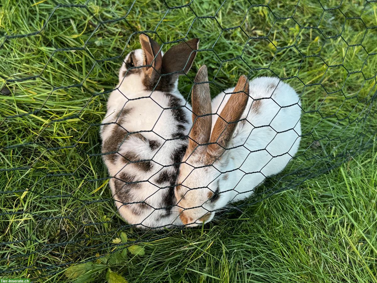 Bild 3: Junge süsse Kaninchen zu verkaufen