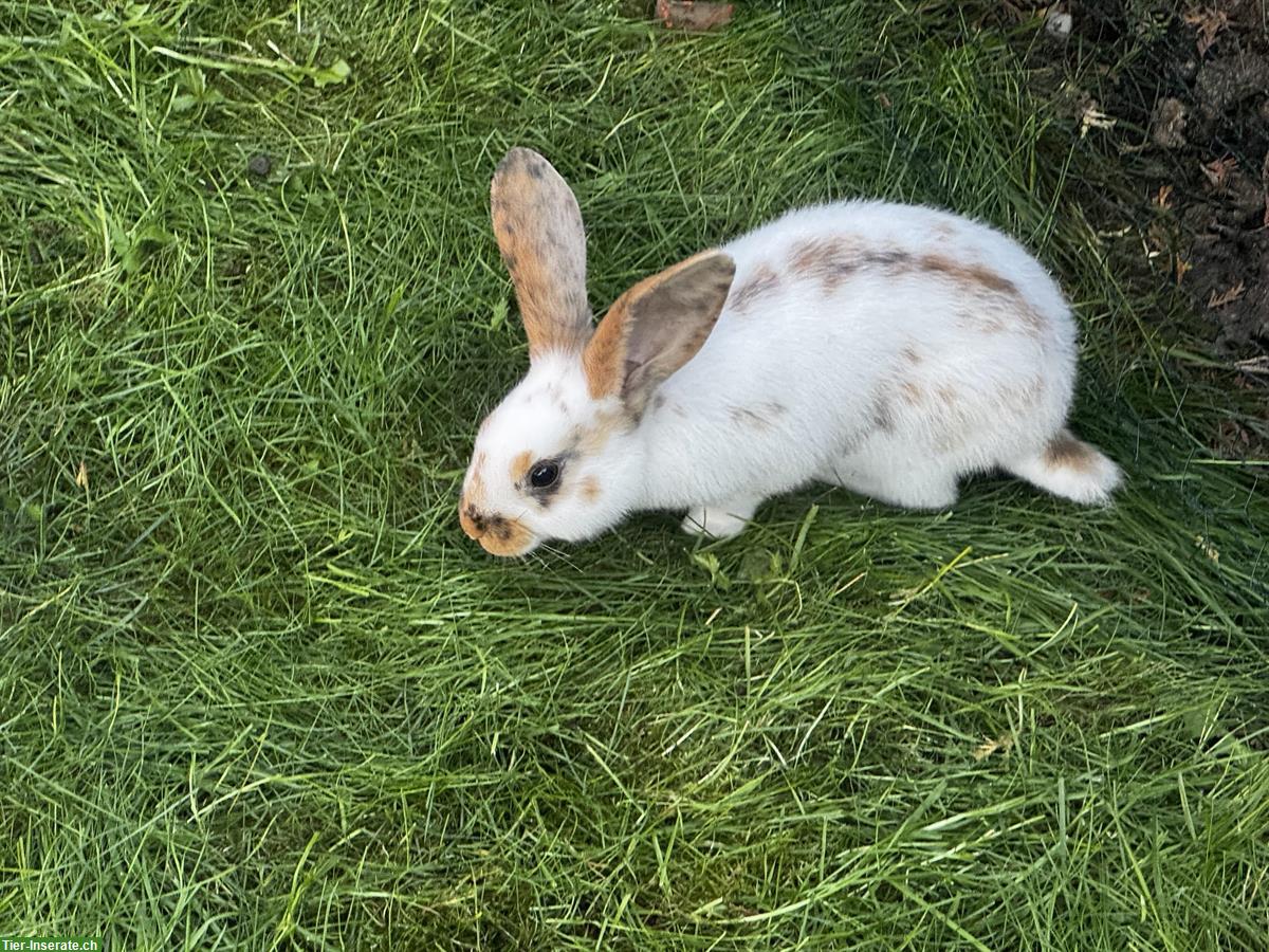 Bild 4: Junge süsse Kaninchen zu verkaufen