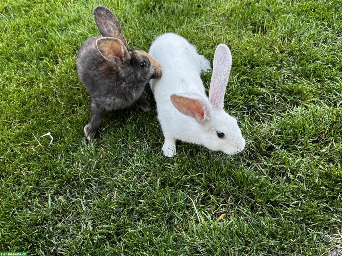Bild 5: Junge süsse Kaninchen zu verkaufen
