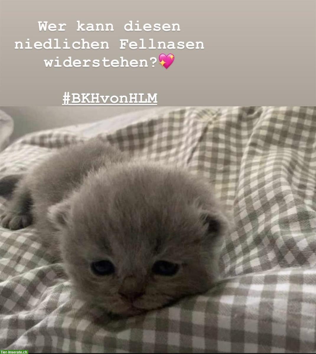 BKH Kitten - unser neuer BKH-Wurf da