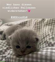 BKH Kitten - unser neuer BKH-Wurf da