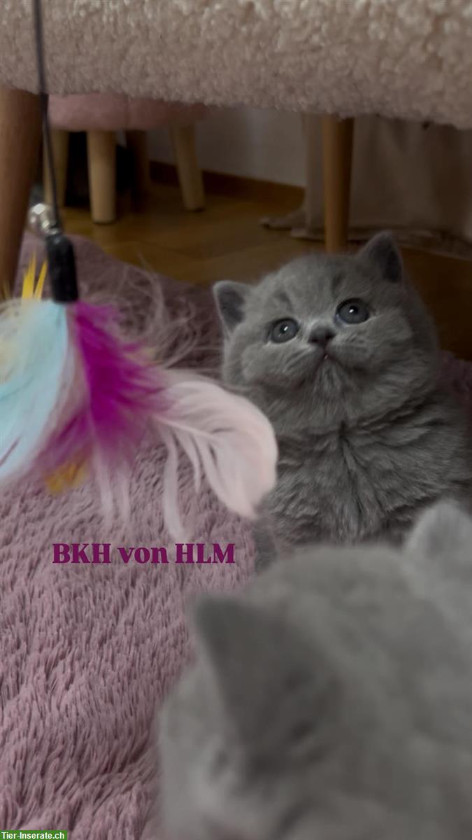 Bild 2: BKH Kitten - unser neuer BKH-Wurf da