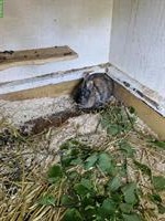 Diverse Kaninchen und Ställe zu verkaufen