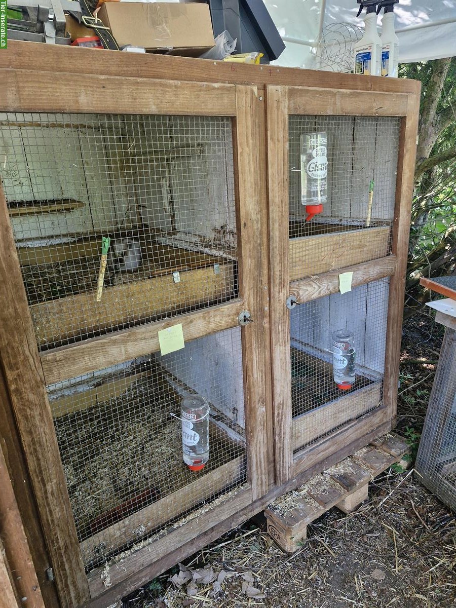 Bild 10: Diverse Kaninchen und Ställe zu verkaufen