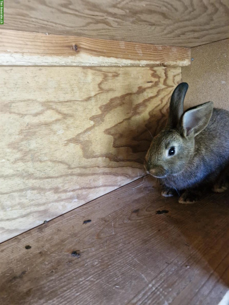 Bild 3: Diverse Kaninchen und Ställe zu verkaufen