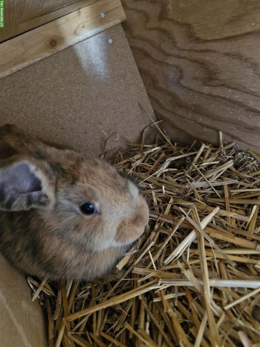Bild 4: Diverse Kaninchen und Ställe zu verkaufen