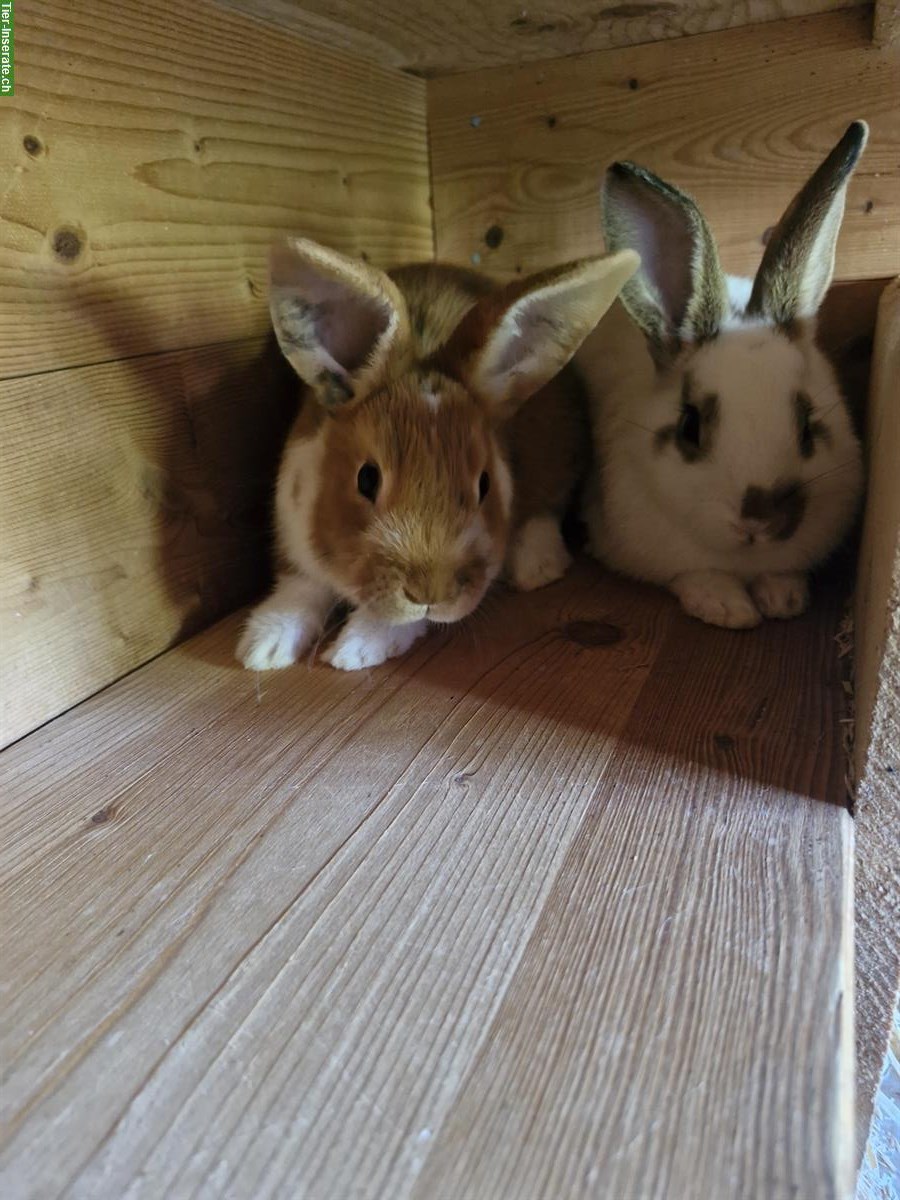 Bild 5: Diverse Kaninchen und Ställe zu verkaufen