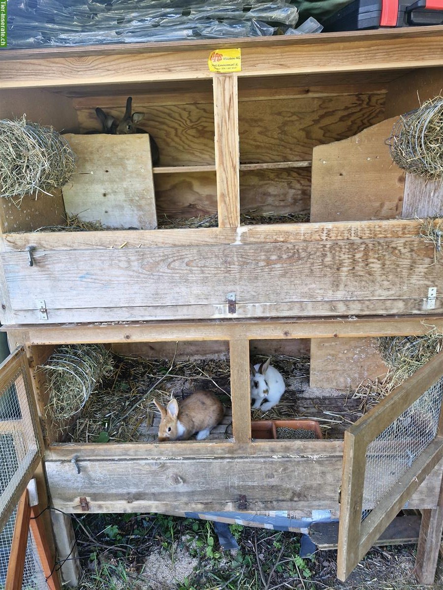 Bild 6: Diverse Kaninchen und Ställe zu verkaufen