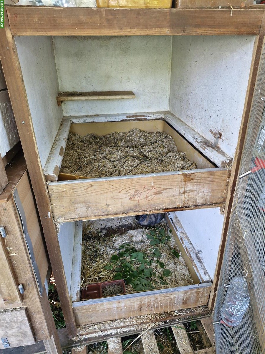 Bild 8: Diverse Kaninchen und Ställe zu verkaufen