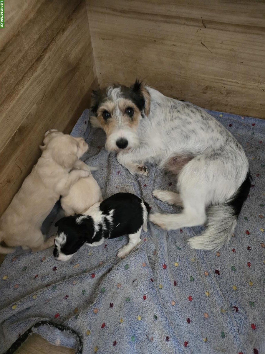 Foxterrier x Zwergpudel Welpen aus Schweizer Zucht