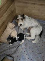 Foxterrier x Zwergpudel Welpen aus Schweizer Zucht
