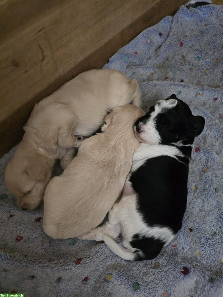 Bild 3: Foxterrier x Zwergpudel Welpen aus Schweizer Zucht