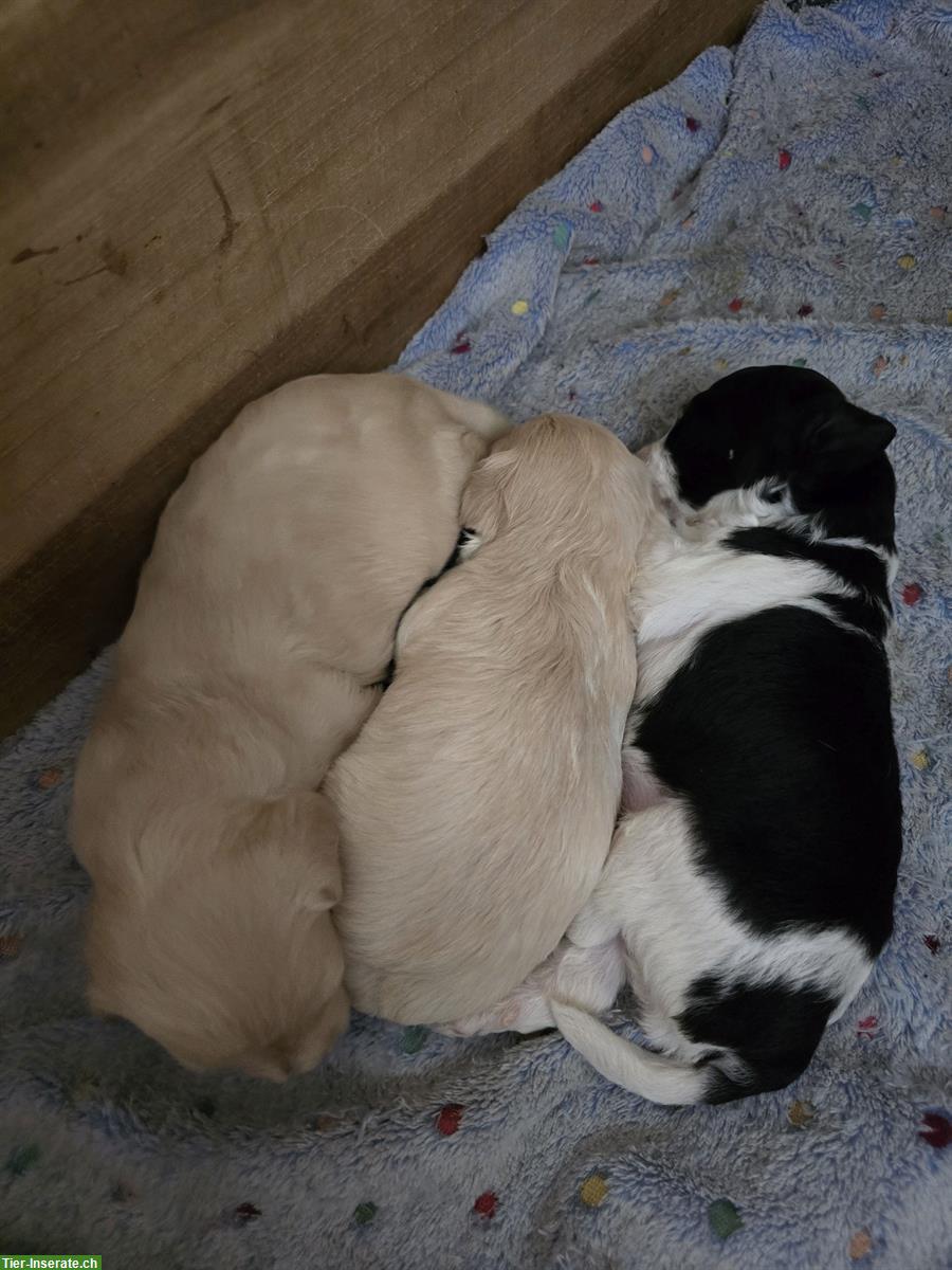 Bild 4: Foxterrier x Zwergpudel Welpen aus Schweizer Zucht