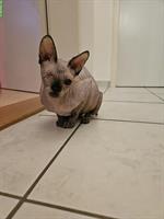 Sphynx Katze 2-jährig sucht ein liebes zuhause