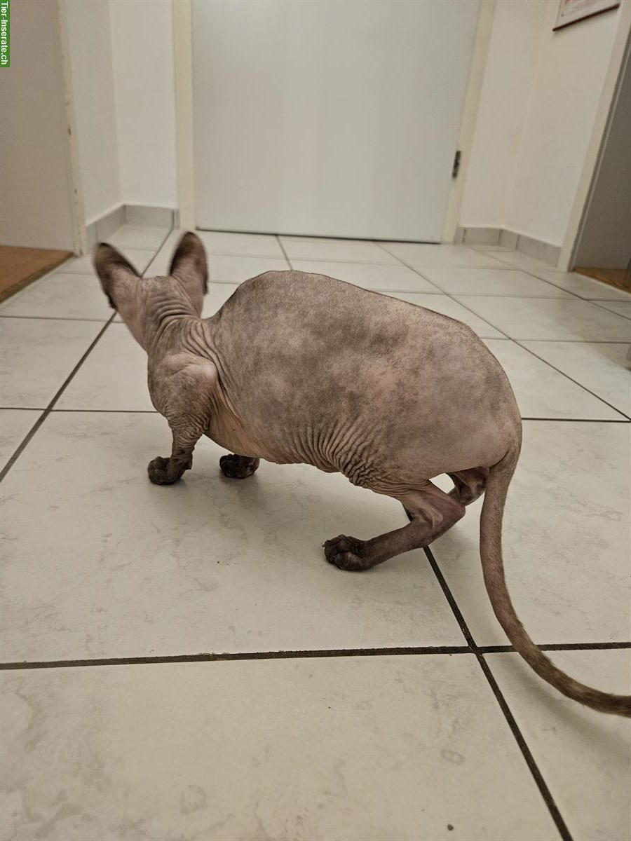 Bild 2: Sphynx Katze 2-jährig sucht ein liebes zuhause