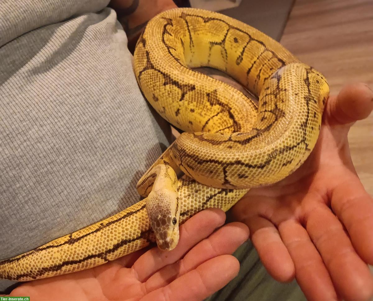 Königsphyton Paar abzugeben inkl. Terrarium & Zubehör