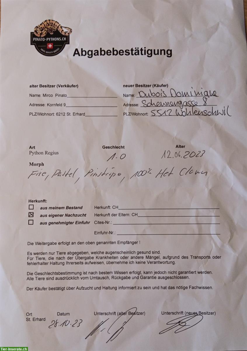 Bild 10: Königsphyton Paar abzugeben inkl. Terrarium & Zubehör