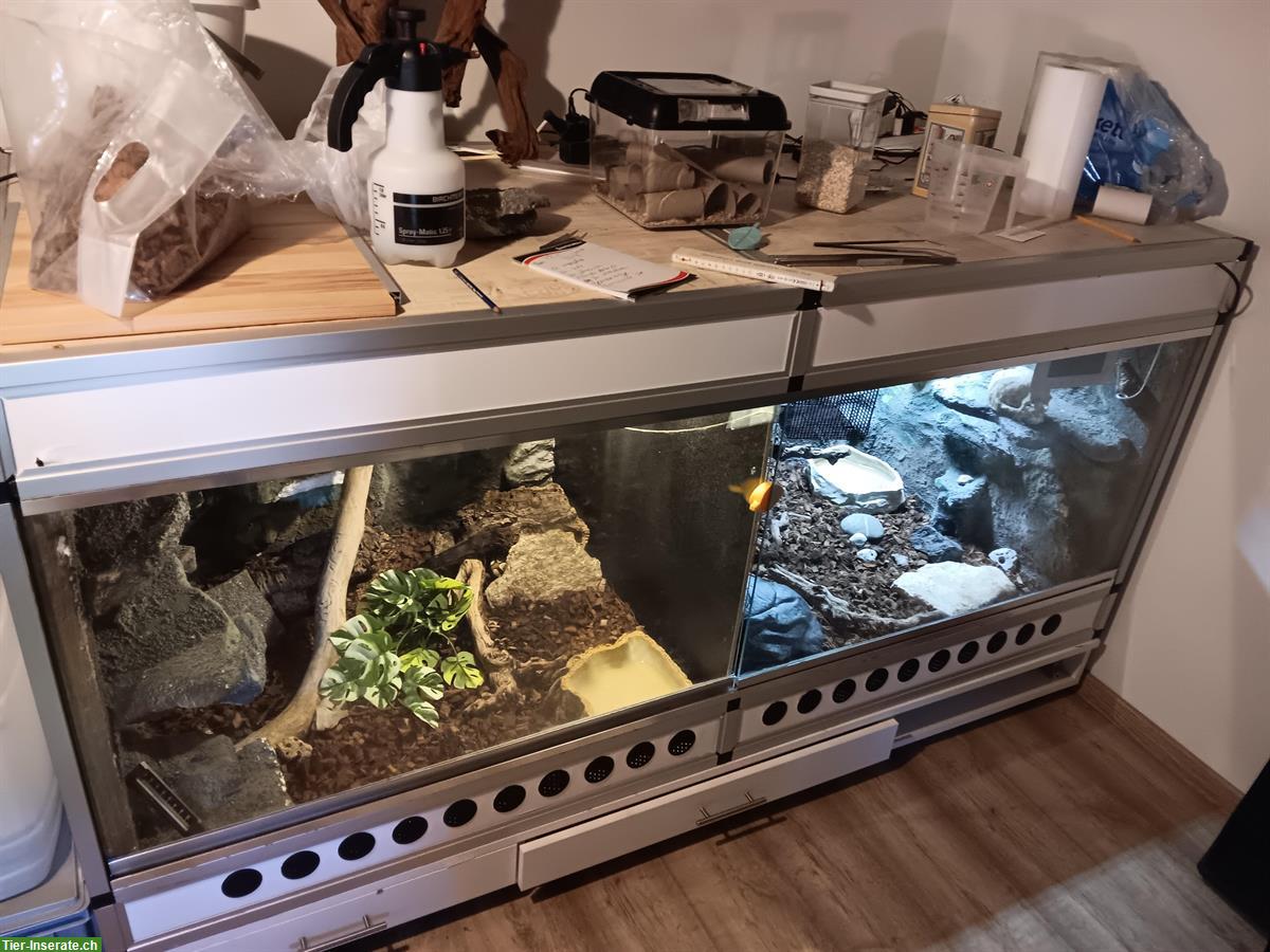 Bild 3: Königsphyton Paar abzugeben inkl. Terrarium & Zubehör