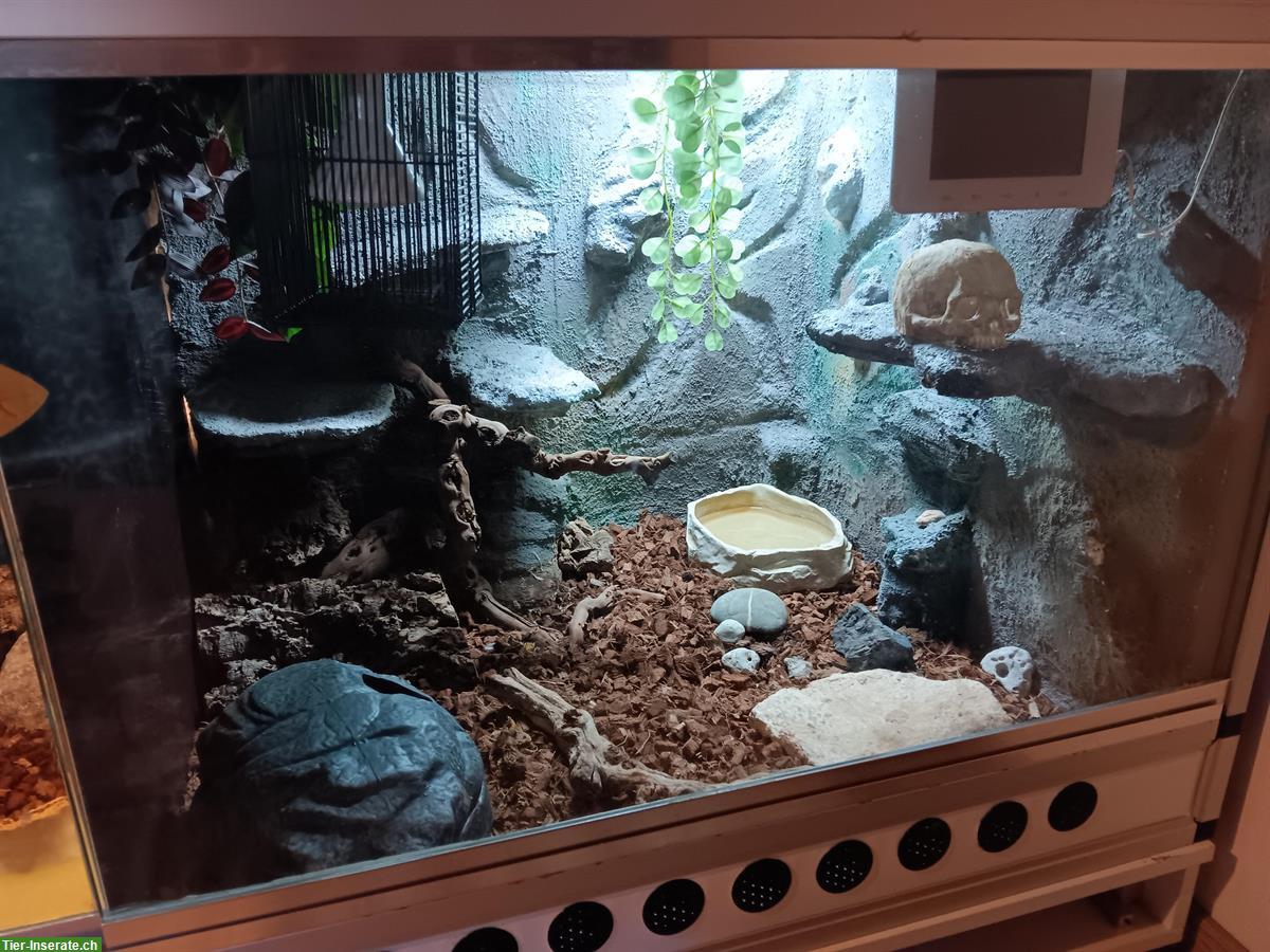 Bild 4: Königsphyton Paar abzugeben inkl. Terrarium & Zubehör