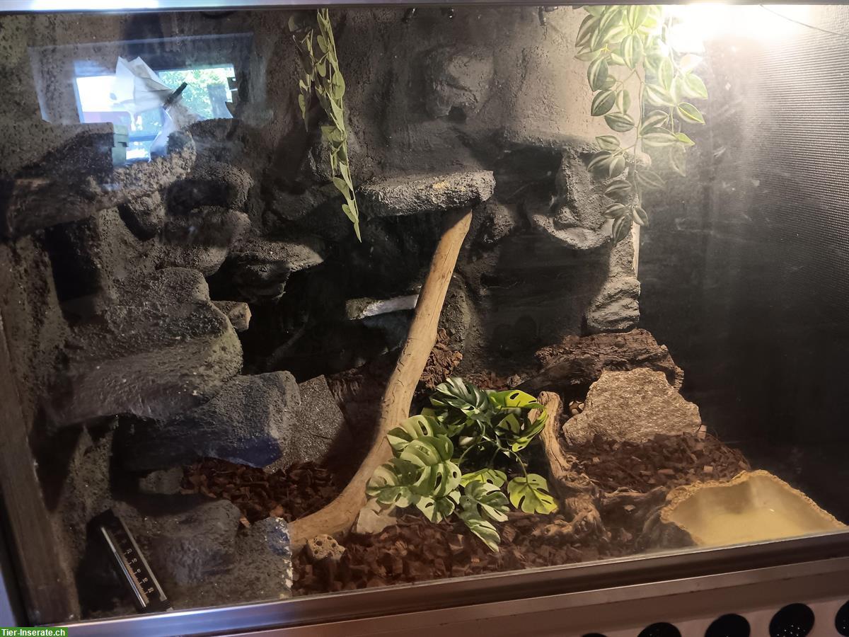Bild 5: Königsphyton Paar abzugeben inkl. Terrarium & Zubehör