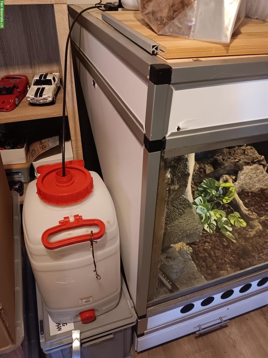 Bild 7: Königsphyton Paar abzugeben inkl. Terrarium & Zubehör