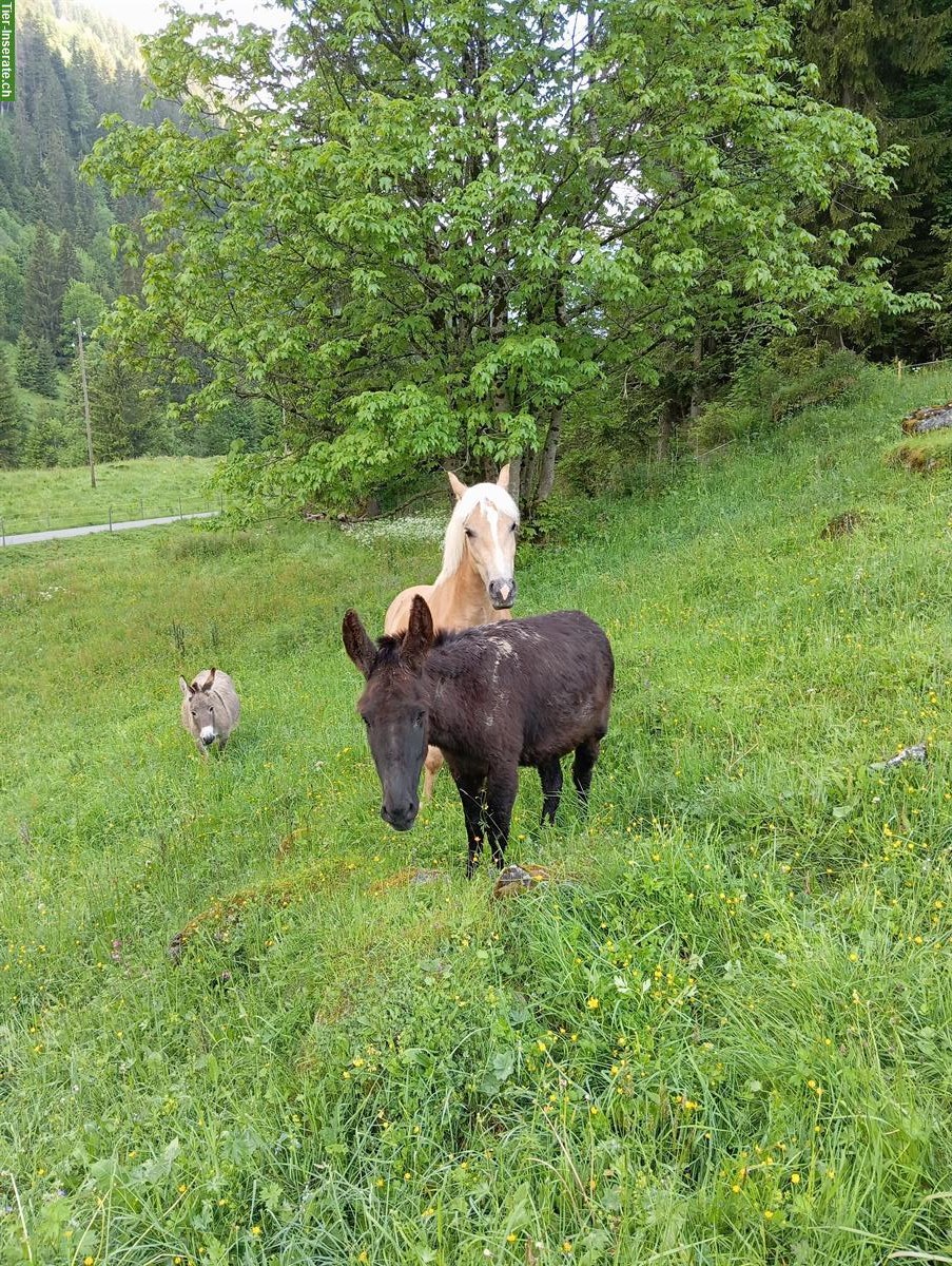 Gesucht Pony zur Sömmerung