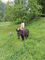 Gesucht Pony zur Sömmerung
