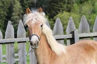 Gangstarke Haflinger Jungstute aus renommiertem Stutenstamm