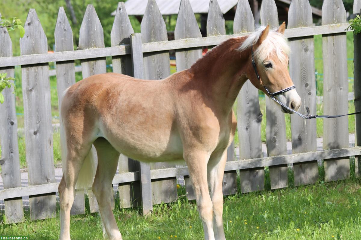 Bild 2: Gangstarke Haflinger Jungstute aus renommiertem Stutenstamm