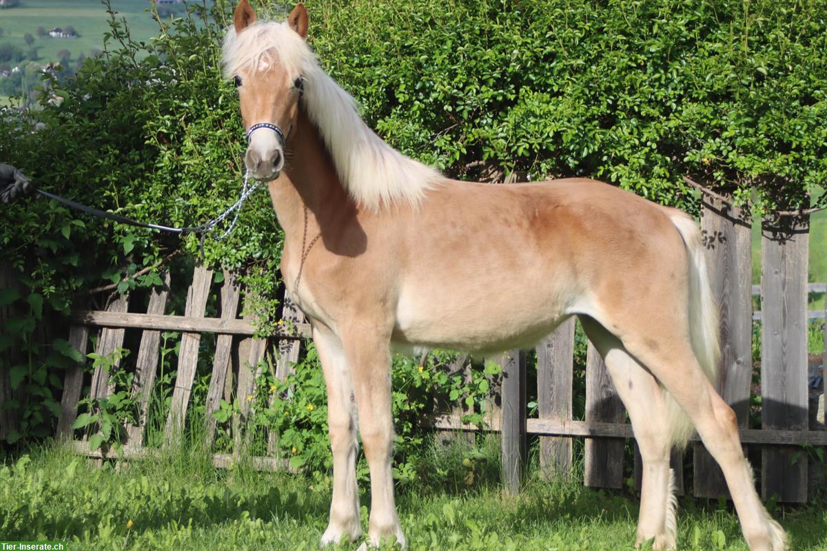Bild 3: Gangstarke Haflinger Jungstute aus renommiertem Stutenstamm