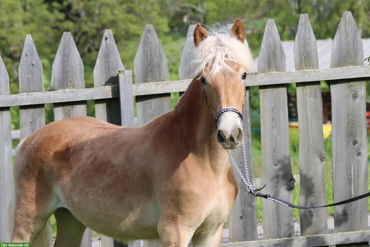Bild 4: Gangstarke Haflinger Jungstute aus renommiertem Stutenstamm