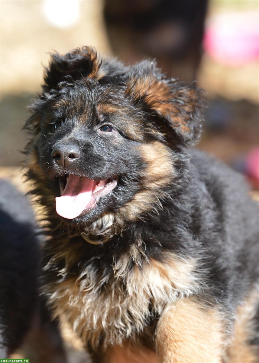 Deutsche Schäferhunde Rüden - Langstockhaar mit Unterwolle
