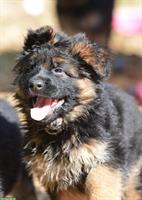 Deutsche Schäferhunde Rüden - Langstockhaar mit Unterwolle