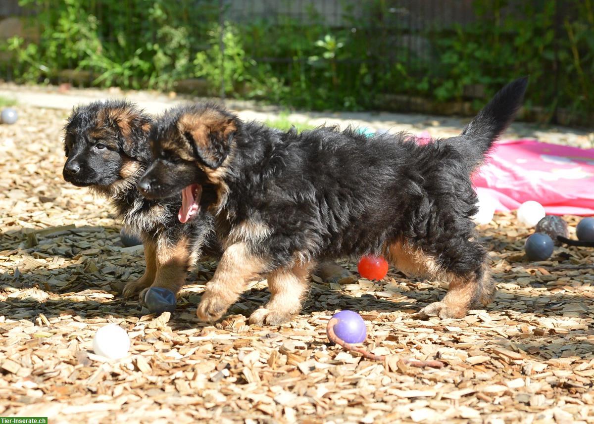 Bild 10: Deutsche Schäferhunde Rüden - Langstockhaar mit Unterwolle
