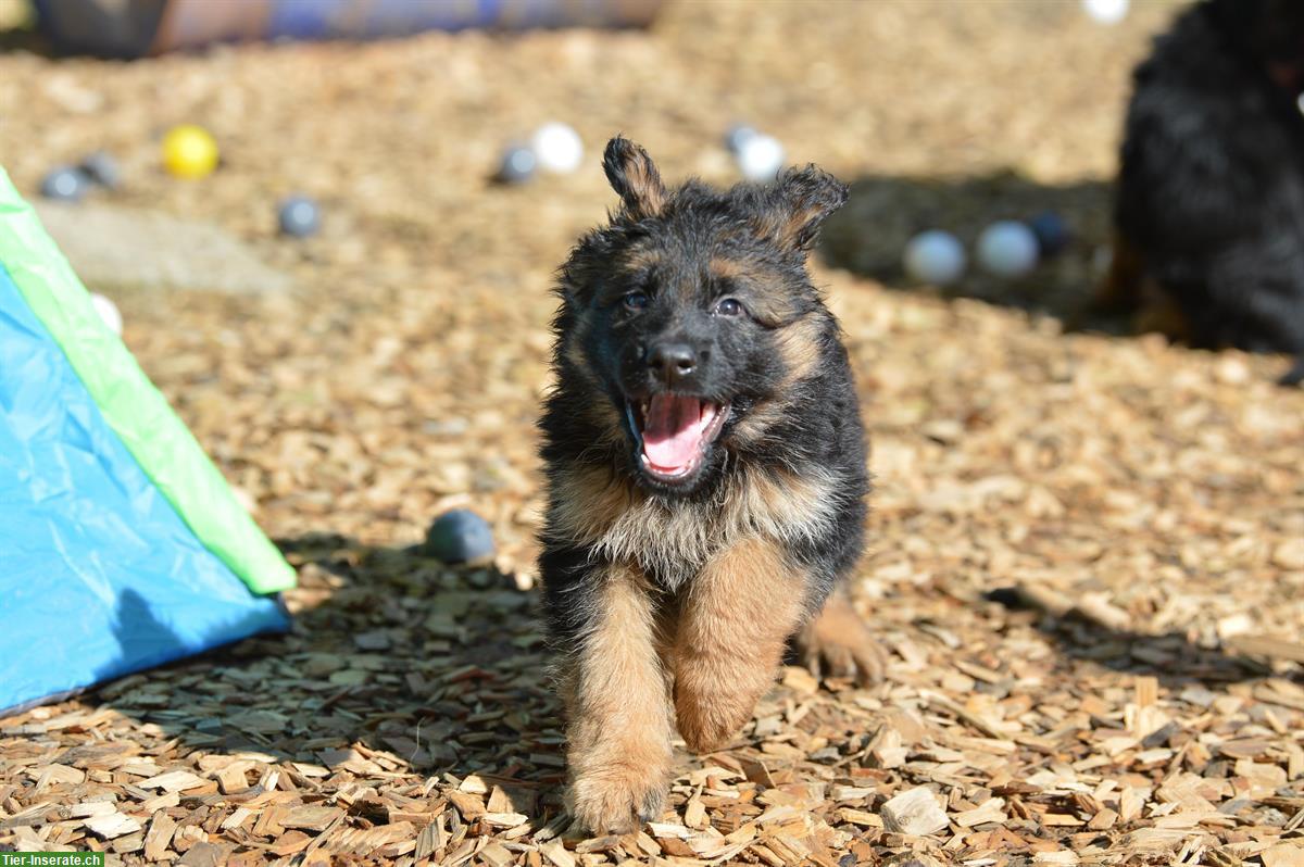 Bild 2: Deutsche Schäferhunde Rüden - Langstockhaar mit Unterwolle