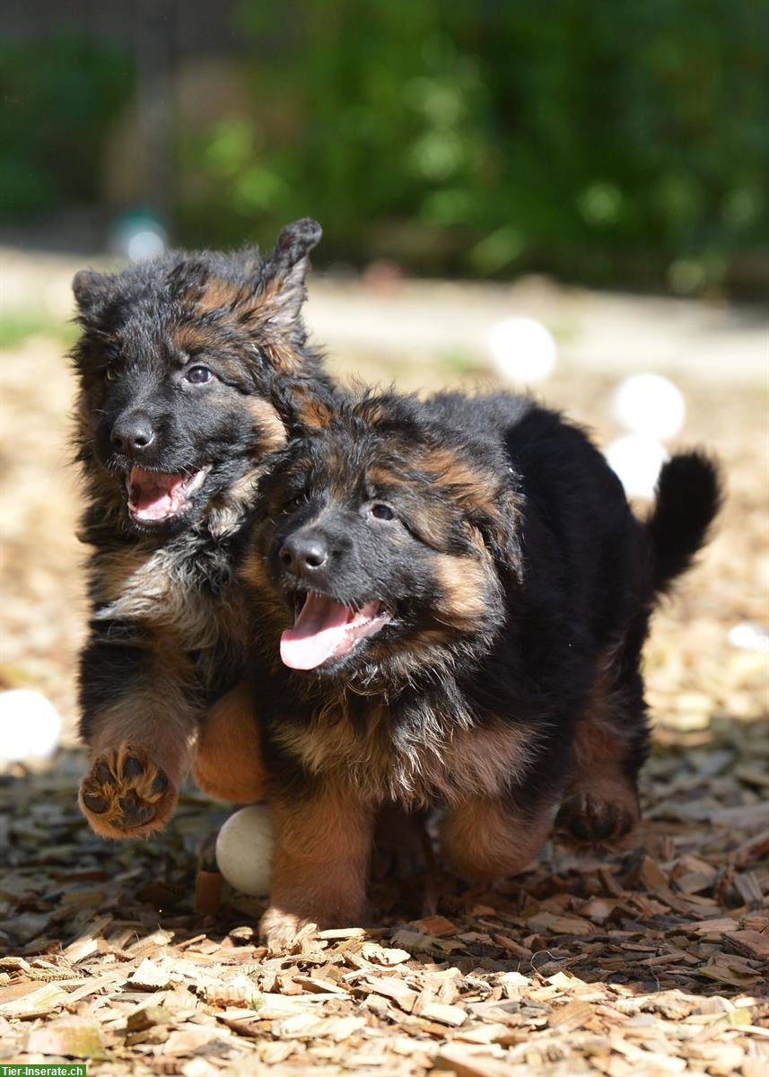 Bild 3: Deutsche Schäferhunde Rüden - Langstockhaar mit Unterwolle