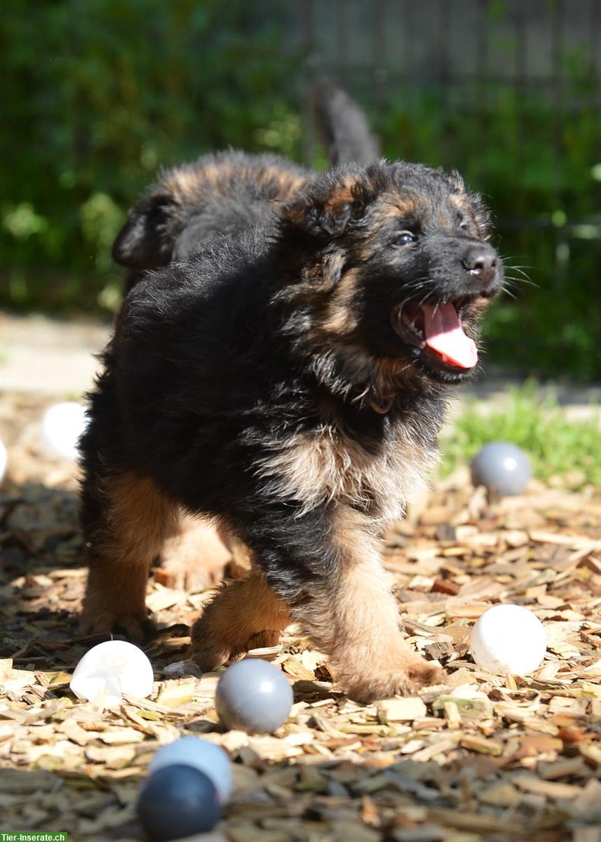 Bild 4: Deutsche Schäferhunde Rüden - Langstockhaar mit Unterwolle
