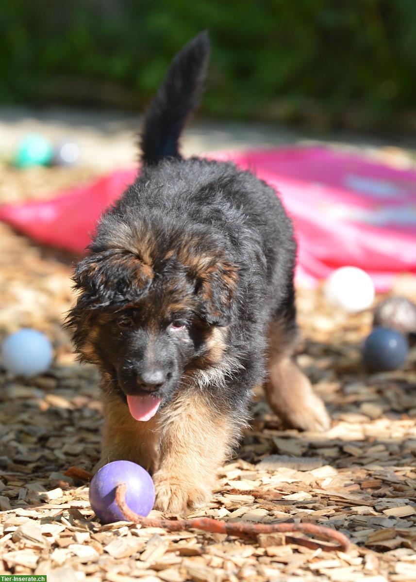 Bild 5: Deutsche Schäferhunde Rüden - Langstockhaar mit Unterwolle