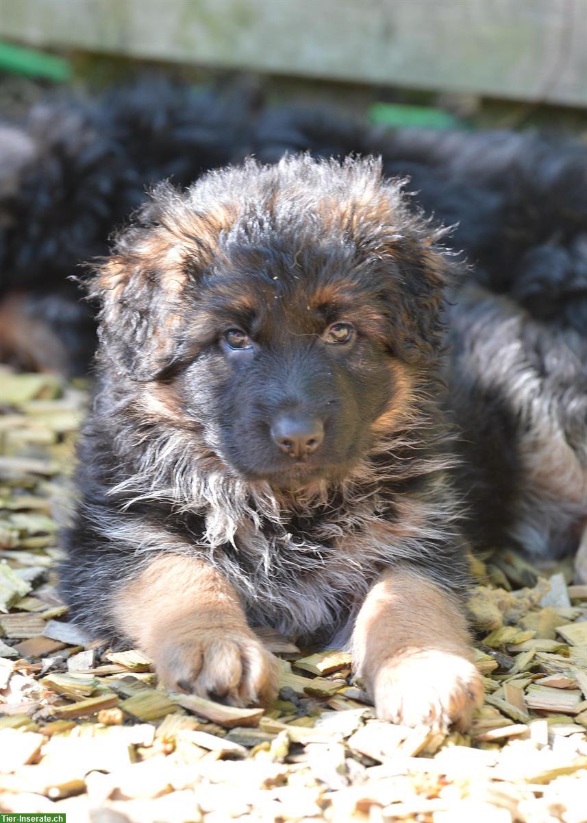 Bild 6: Deutsche Schäferhunde Rüden - Langstockhaar mit Unterwolle