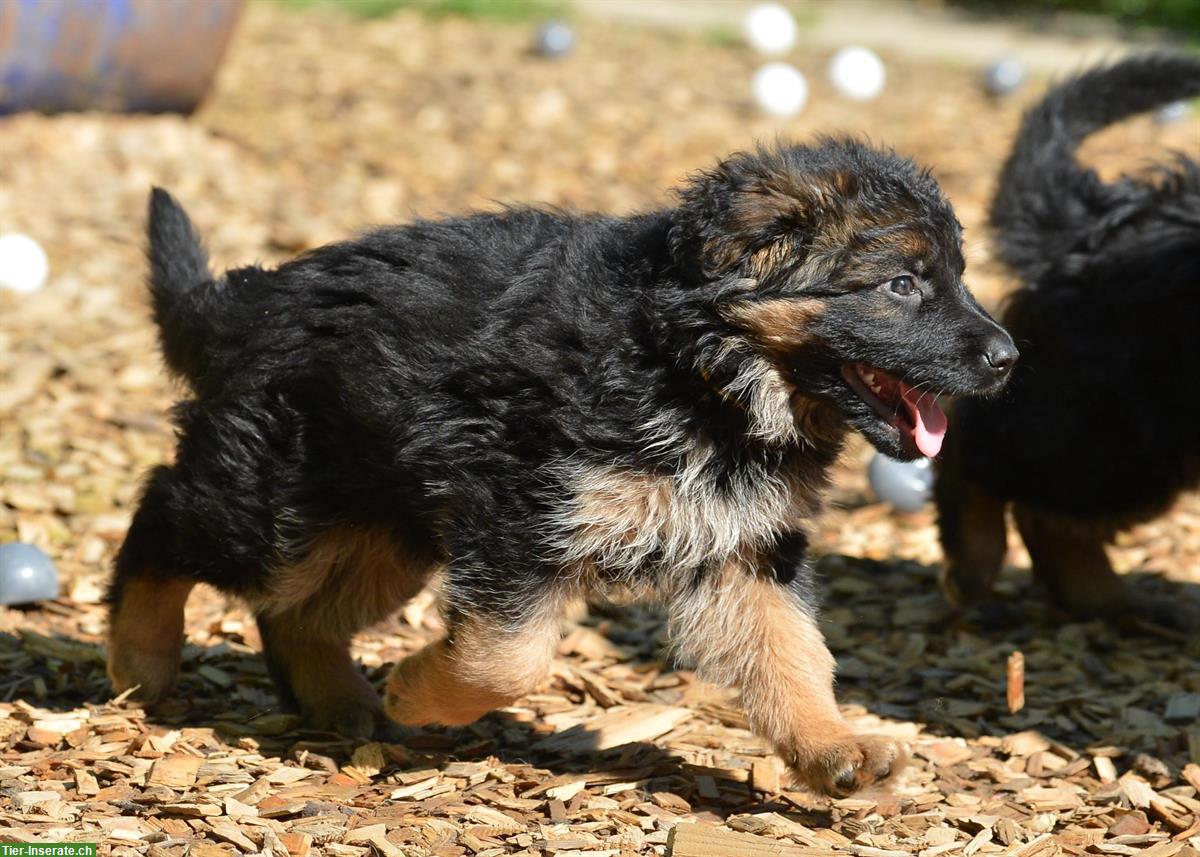 Bild 8: Deutsche Schäferhunde Rüden - Langstockhaar mit Unterwolle