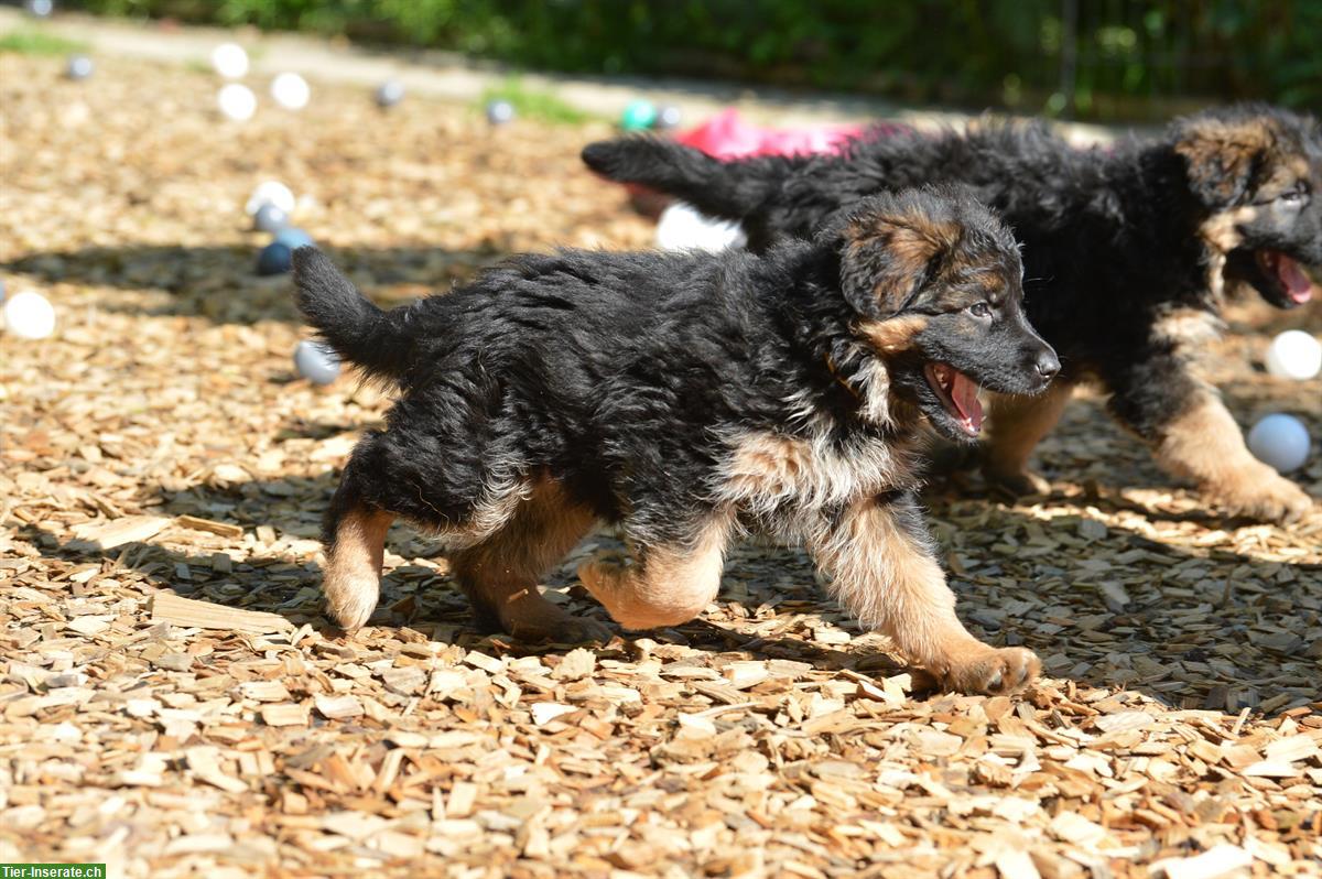 Bild 9: Deutsche Schäferhunde Rüden - Langstockhaar mit Unterwolle